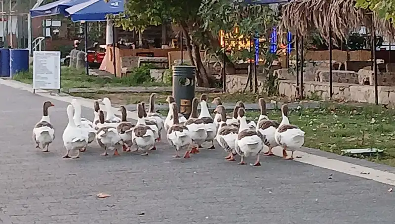 Denizde Yüzdükten Sonra Kümese Kapatıldılar: Kazların Ölüm Nedeni Nedir?