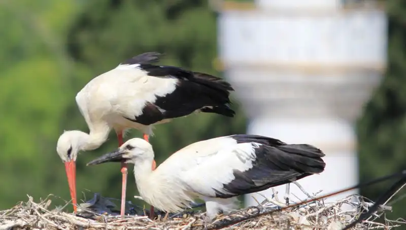 Leylek Köyü, Yaren Leyleği Kıskandıracak: 8 Kat Fazla Yuva Var!
