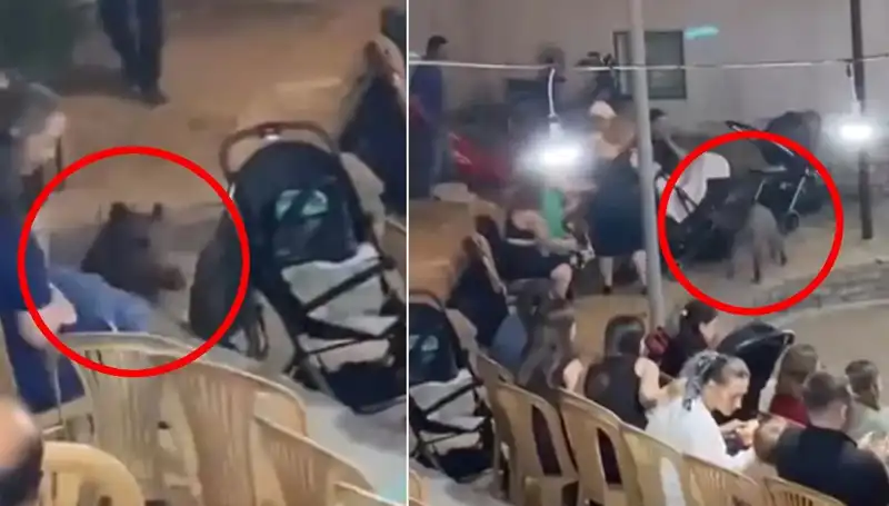 Düğün Törenine Yaban Domuzu Baskını: Misafirler Arasında Panik!