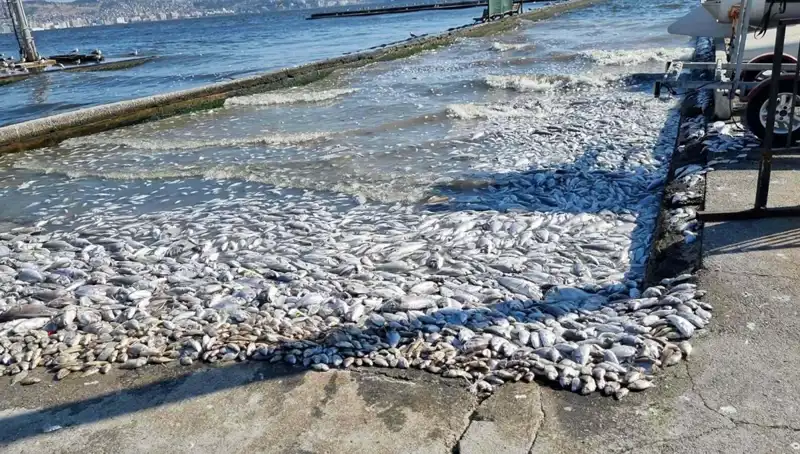 İzmir Körfezi'nde Temizlik Seferberliği: Umut Veren Gelişmeler