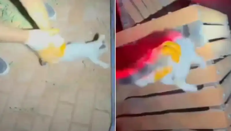 Gece Yarısı İtfaiye Ekipleri Hayvanseverlerin Yüreğini Isıttı