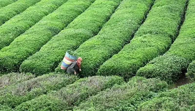 Bayramda ÇAYKUR'dan Taze Yaş Çay Alımı: Çiftçiler Kazanmaya Devam Ediyor