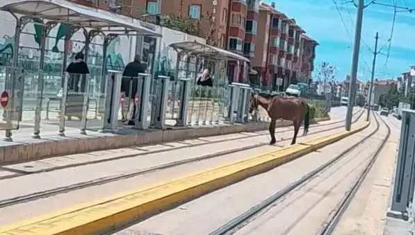 Eskişehir'de Tramvay Raylarında Başına Bu Zaman Kadar Gelmemiş At Şaşkınlığı