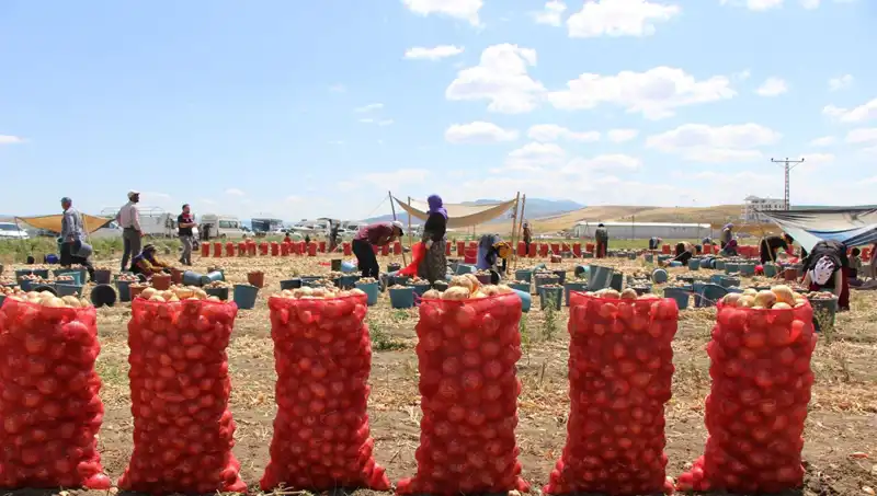 Amasya’nın Elması Avrupa ve Rusya Pazarlarında: Tatlılığını Keşfedin!