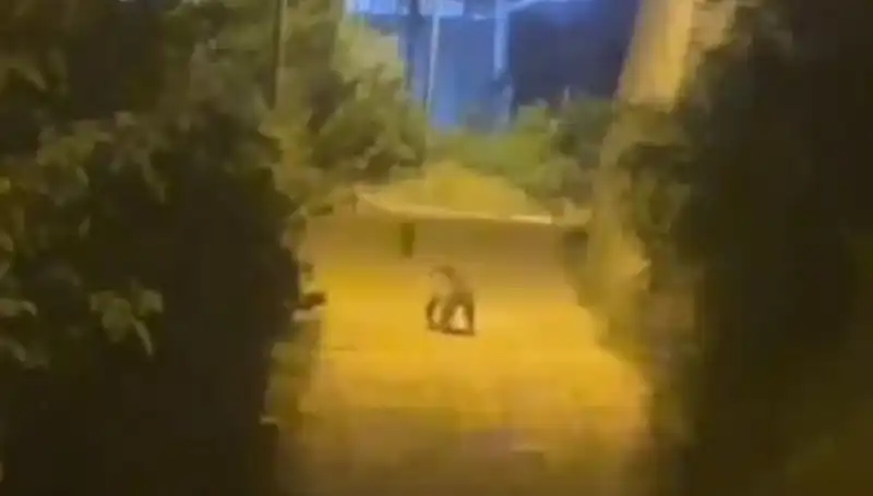 Gümüşhane'de Şehir Merkezine İnen Ayı Görenleri Şaşırttı