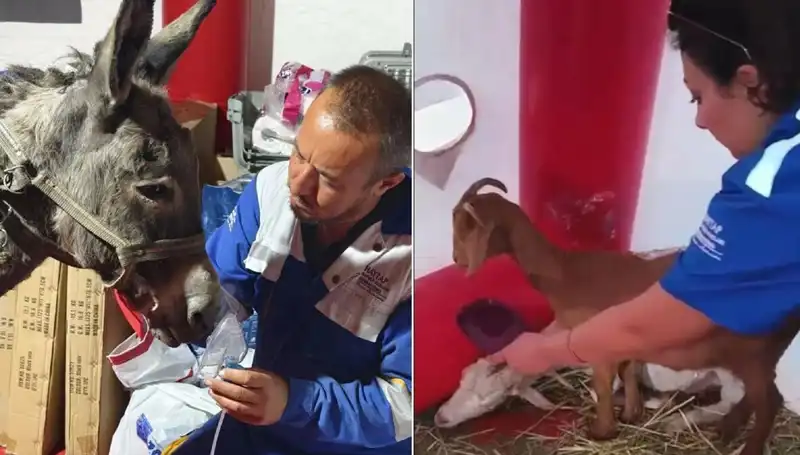 ** Yangından Etkilenen Eşeğe Oksijen Maskeli Şifa Uygulaması**