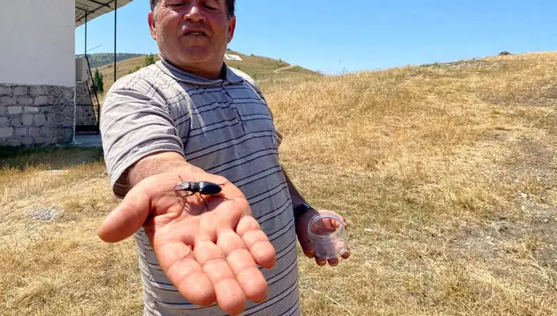 Sivas'ta Görülen Bünyede Ceza Tutan Böcek: Ölümü 557 Bin TL!