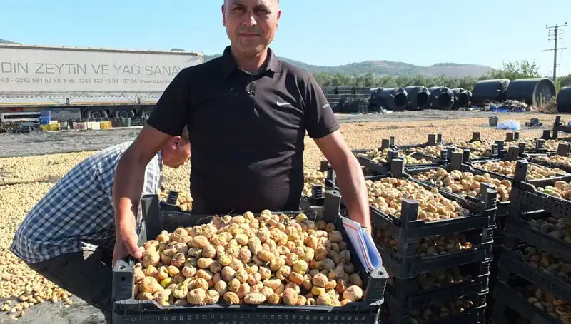 Balıkesir'de Hasat Sezonu Başladı: Çin ve Rusya'ya İhraç Yoğunlaştı