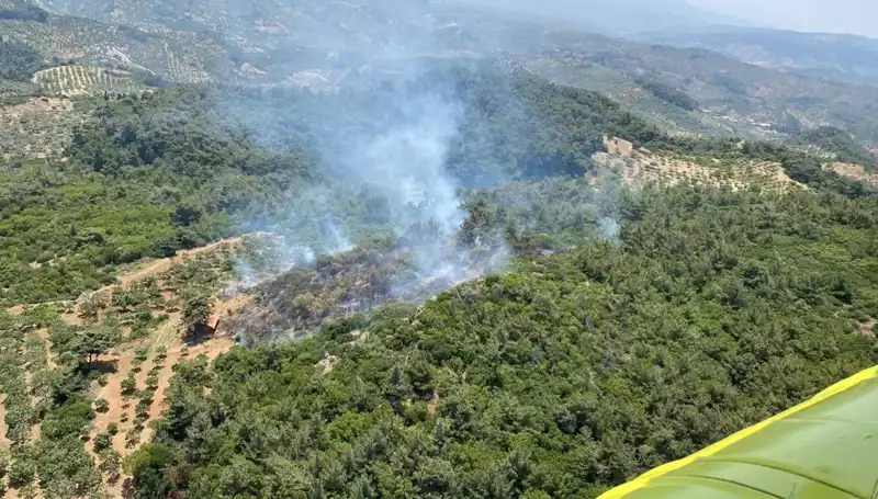 Aydın'da Orman Yangını: Doğa Felaketi ve Zararlar
