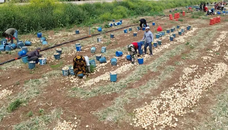 Soğan Hasadı Başladı: Fiyatlar Düşüyor, Pazar Alarmda!