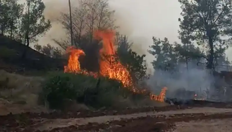 Denizli'de Korkutan Orman Yangını: 7 Hektar Alan Alev Alev Yandı