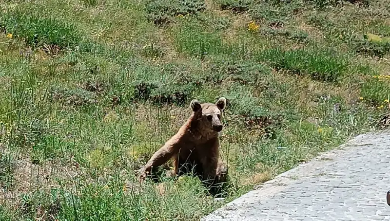Nemrut Dağı'na Gidenler için Boza Uyarısı: Dikkat Edilmesi Gerekenler