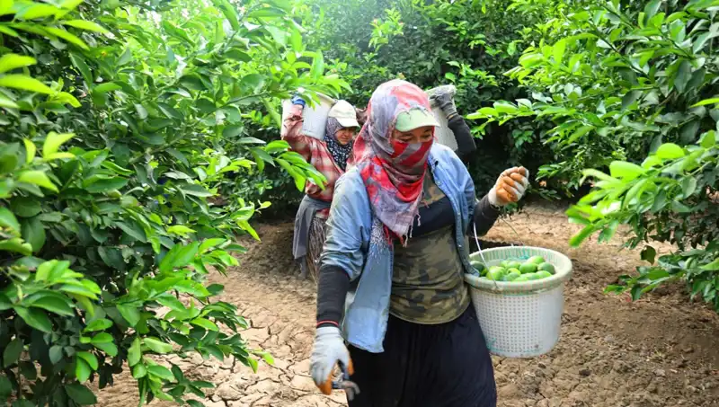 Marketlerde Kilo Fiyatı 150 Lira Sınırını Aştı: Yeni Hasat Umut Işığı Oldu