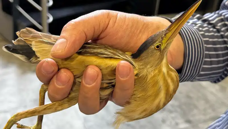 Kayseri'de Nesli Tükenmekte Olan Balaban Kuşu Gözlemlendi!