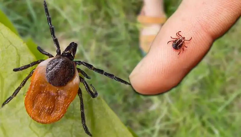 Kene Isırması ile Mücadelede Bilinmesi Gereken 5 Temel Önlem